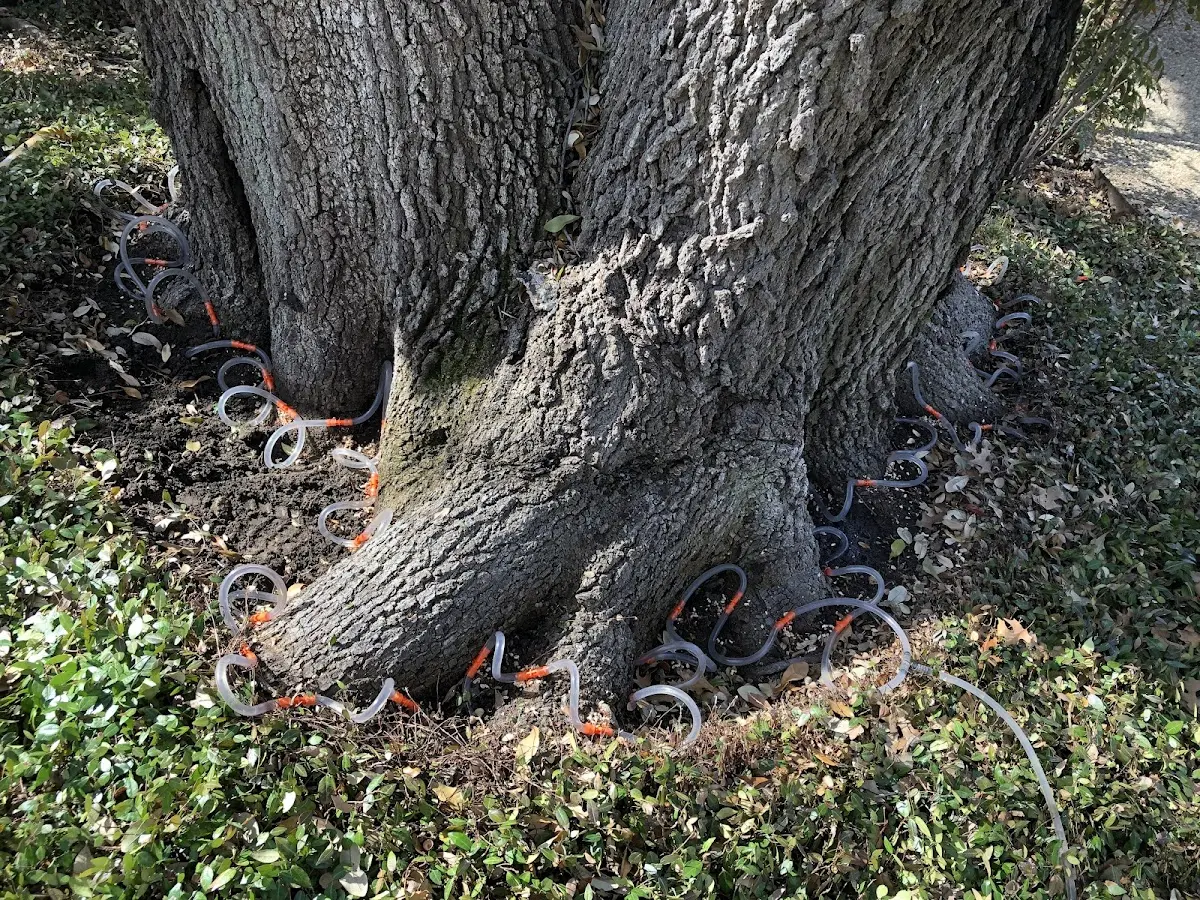 Detailed Shrub and Hedge Trimming job site in Ballantine