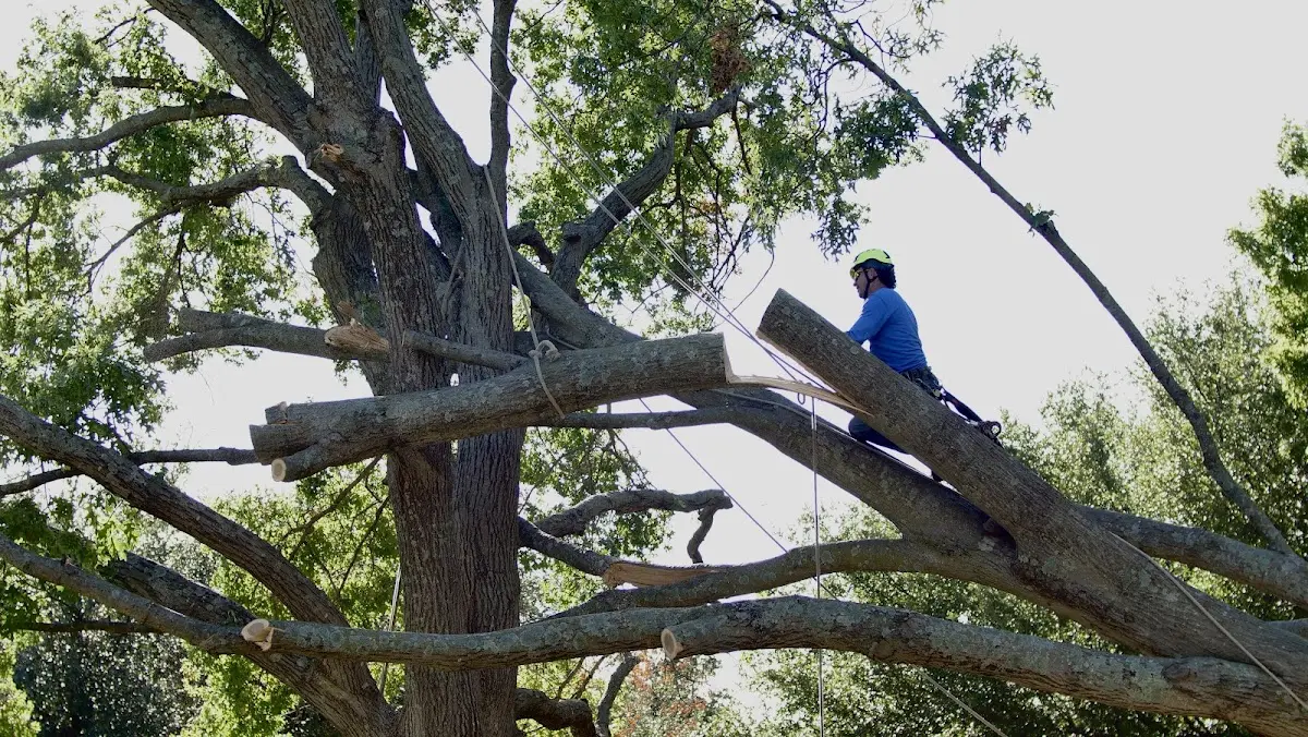 Professional Hazardous Tree Removal performed by certified arborists in Ballantine