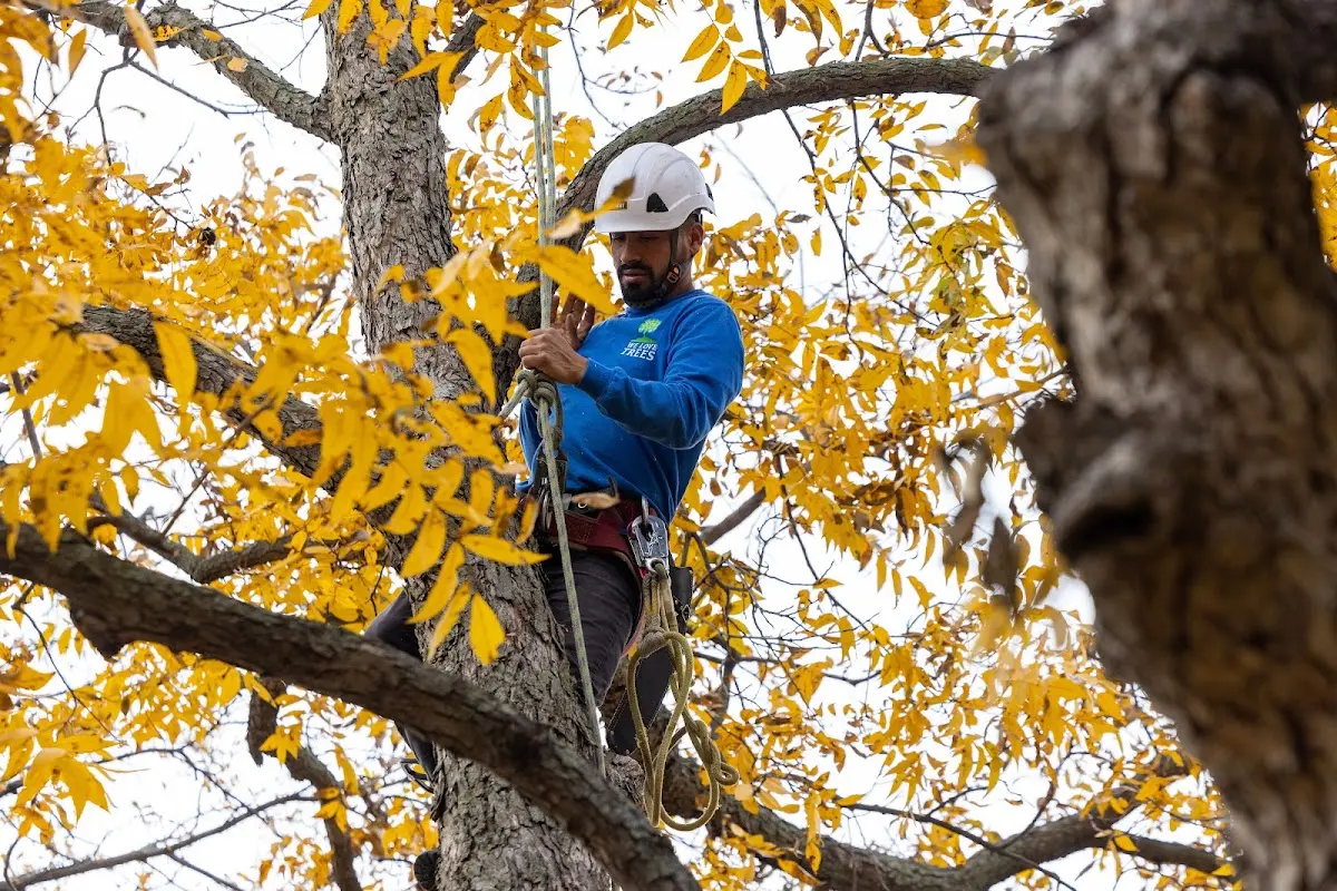 Skilled Tree Planting crew working in Ballantine