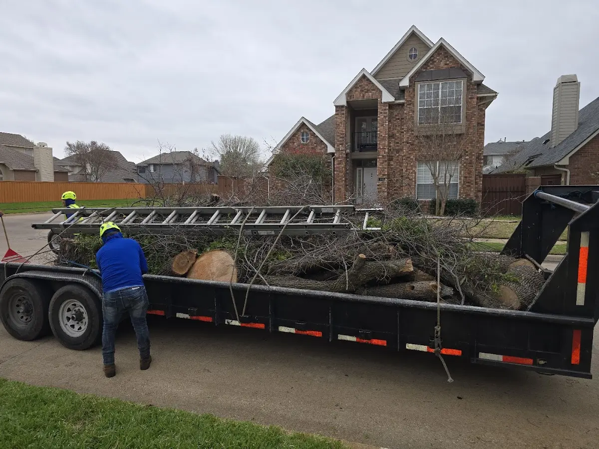 Expert Tree Pest Control with proper safety equipment in Ballantine